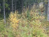 DSC07327  der i ryggen på mig, bagved granskoven ca 90m i lille 'åbning'  kom ko op ad bakke, men  det var nok den der var sprængt fra kalven da tyr blev skudt få minutter inden. Men ikke nok varsel og hvis det var den med kalven var der et no-go + kuglefang viste ikke rigtig hvor naboen sad helt nøjagtig