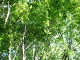 DSC06730