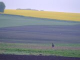 DSCF3346