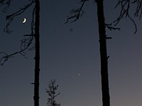 Forrest night