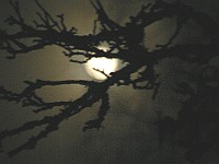 Obscured by branches