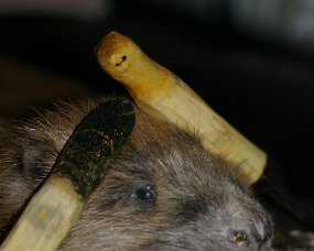 IMGP3104 Model og kniv